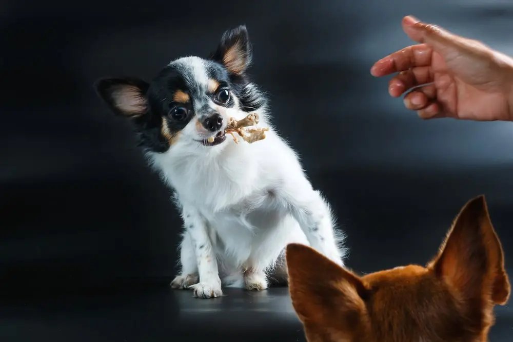 thức ăn gà đá thức ăn gà đá